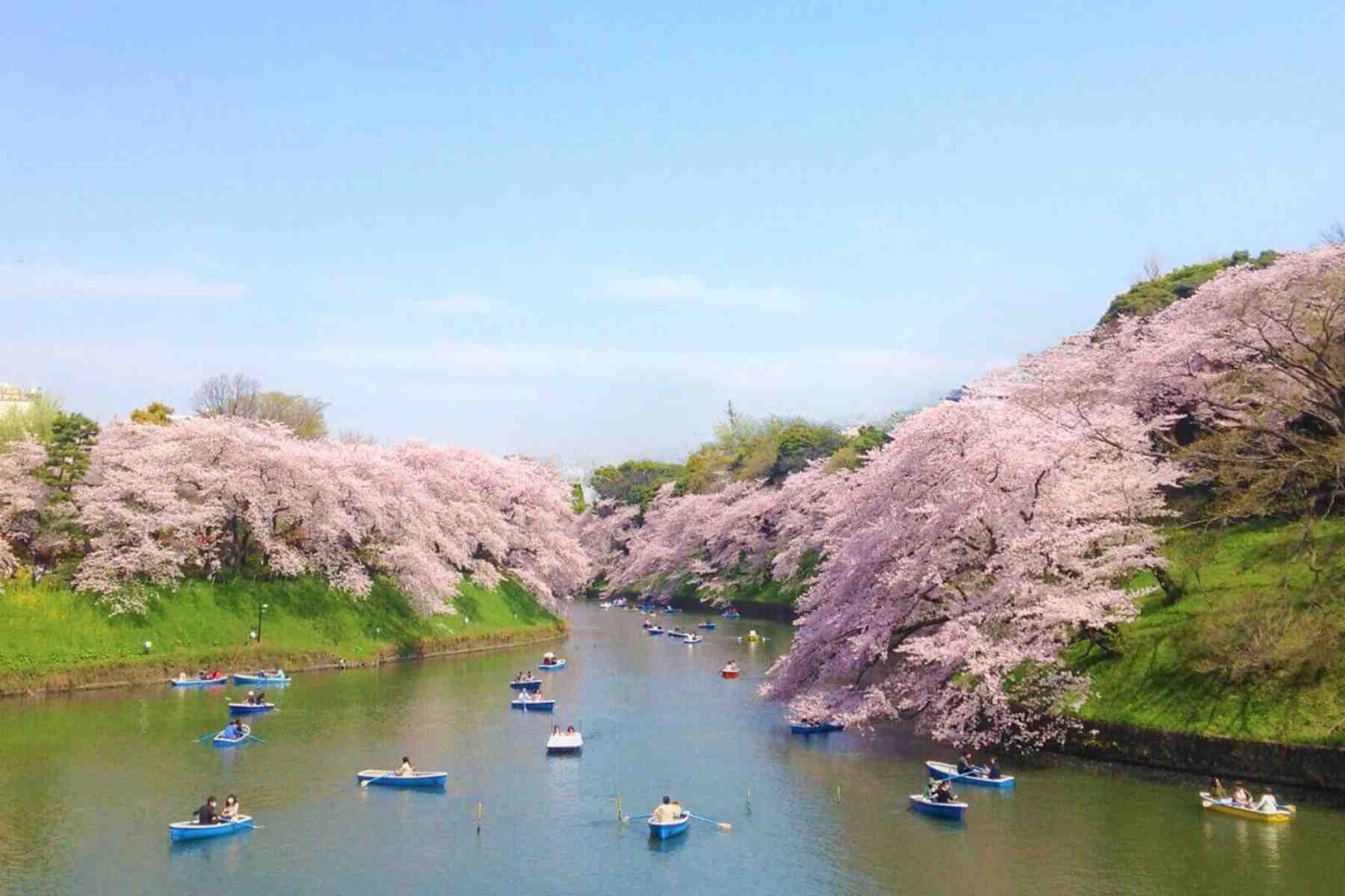 best time to attend Shillong Cherry Blossom Festival