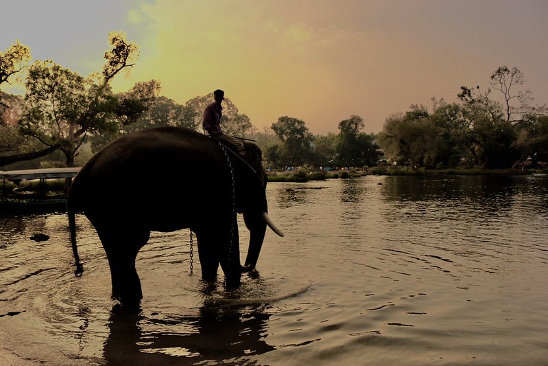 Elephants bathing at Dubare Elephant Camp beside the Kaveri River