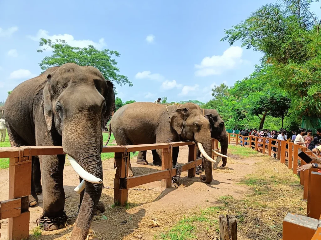 Dubare Elephant Camp, Coorg, Karnataka