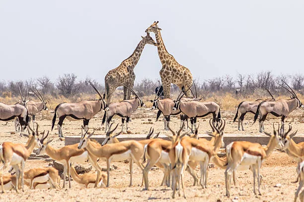 Etosha National Park, Namibia