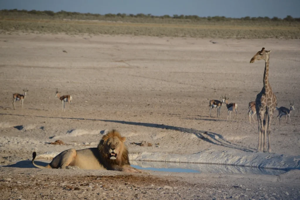 Etosha National Park, Namibia