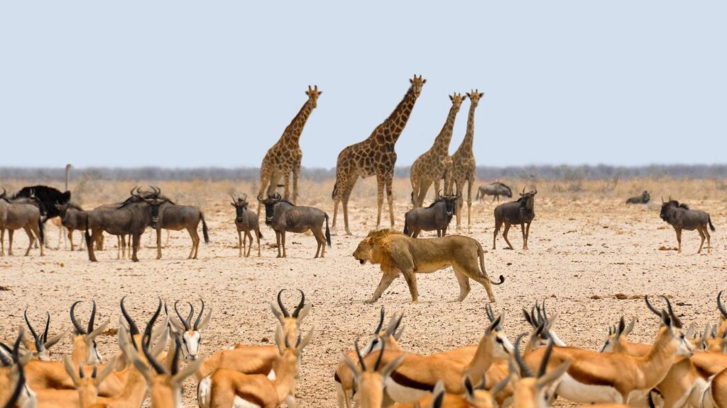 Self-drive safari culture, Namibia