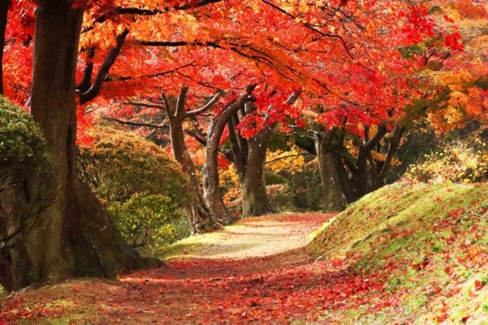 Autumn Leaves in Japan