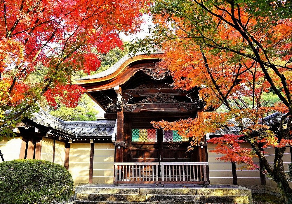 A traditional Japanese wooden temple gate with decorative stained-glass window panels, framed by vibrant red and orange autumn maple leaves.