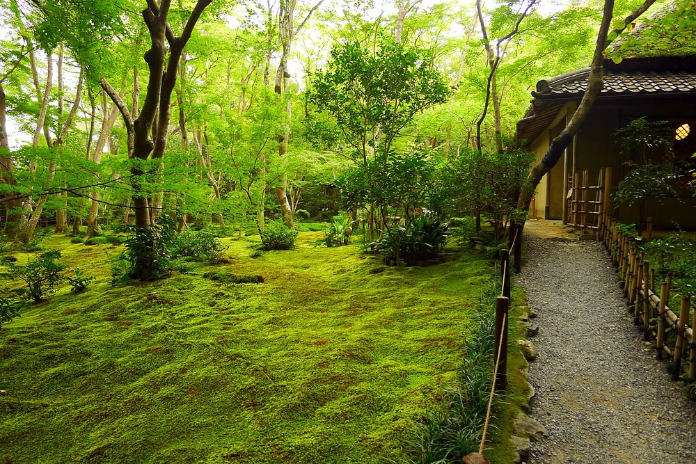  A tranquil Japanese moss garden featuring a vibrant, thick green carpet of moss beneath tall, leafy green trees. A gravel pathway lined with a low bamboo fence curves along the side of a traditional wooden building.