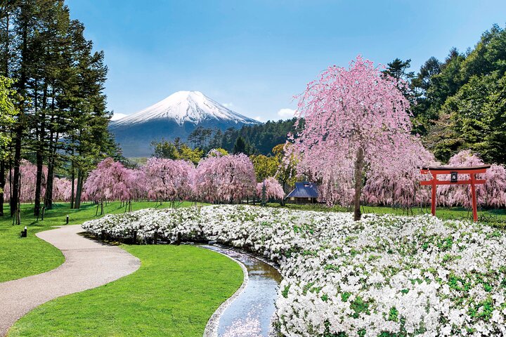 A scenic Japanese garden featuring a snow-capped Mount Fuji in the background, a winding path, a stone-lined stream, blooming pink weeping cherry blossom trees, and a traditional red torii gate.
