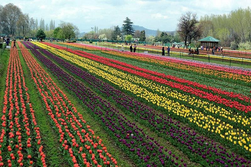 Vast rows of vibrant yellow, red, and purple tulips blooming at the Indira Gandhi Memorial Tulip Garden in Srinagar, Kashmir, with visitors walking along the paths.