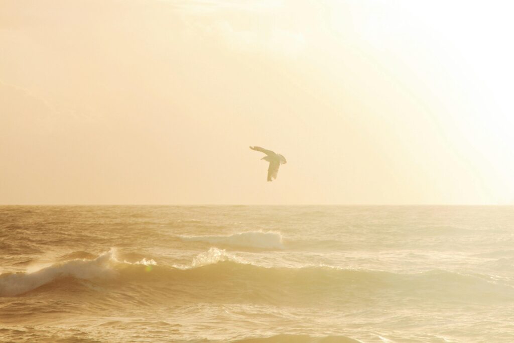 Bird Soaring over Water Waves, Porto, Portugal