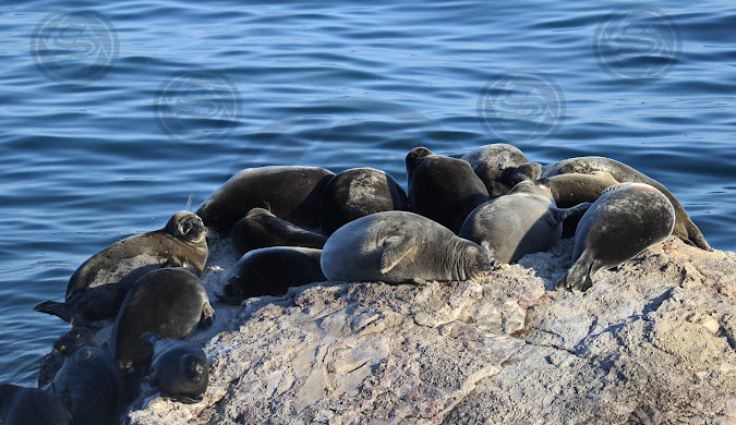 Portrait of a Baikal seal (Nerpa), the only freshwater seal in the world.
