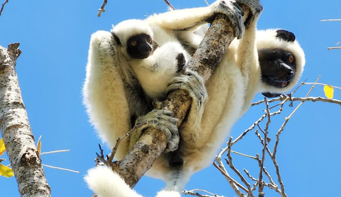 A [Species of Lemur, e.g., Ring-tailed Lemur] perched on a branch in a Madagascar rainforest.