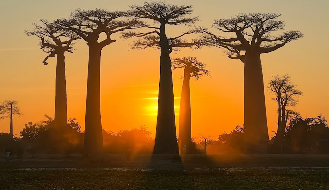 he iconic Avenue of the Baobabs in Madagascar at sunset, with towering baobab trees silhouetted against a vibrant orange and purple sky.