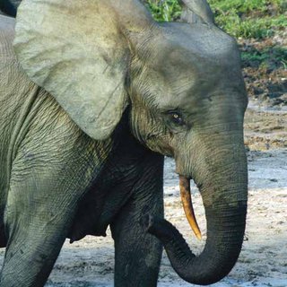 Wild Life , Map of Maya Nord Congo.