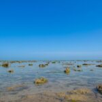 Narara Island: A Hidden Paradise in Gujarat’s Marine National Park