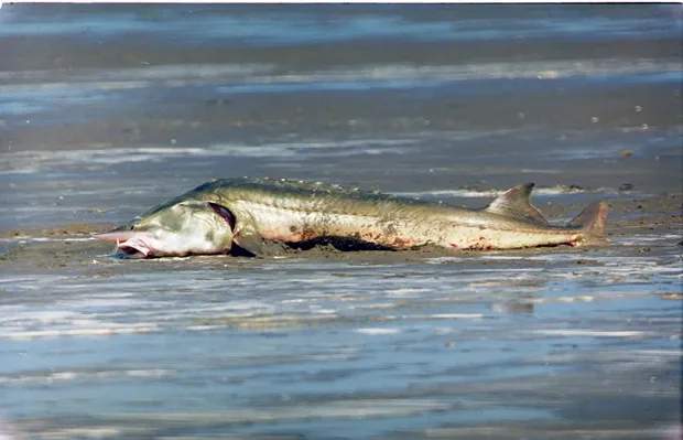 Lake Baikal Fish