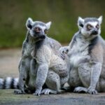 Madagascar Travel: Discover the Eighth Continent