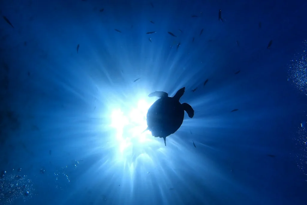 Silhouette of a sea turtle swimming underwater, sun rays shining through the water. Andaman Nicobar Islands