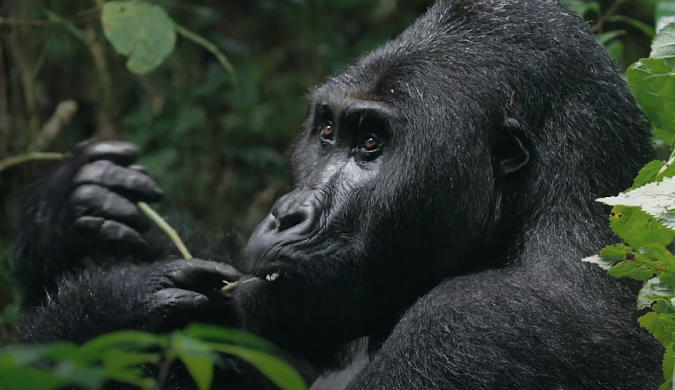 Gorilla, Map of Maya Nord Congo.