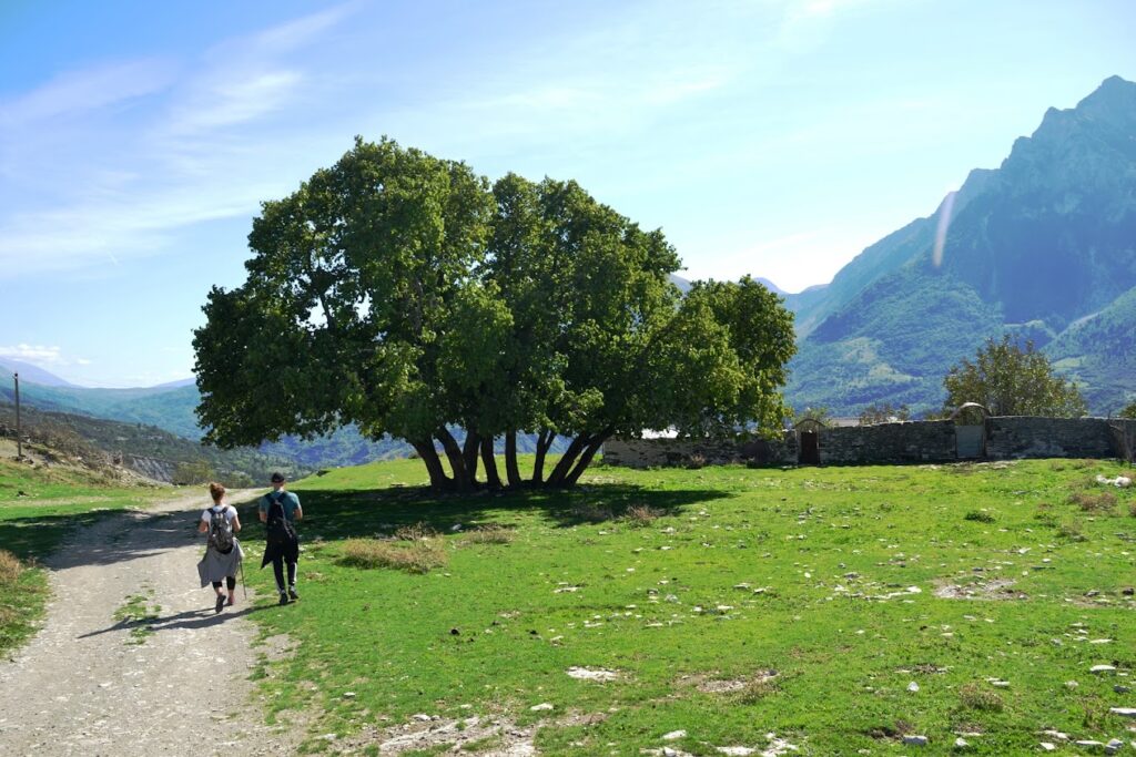 Two people walking along a dirt path towards a large, spreading tree in Zagoria Valley. Green grass and mountains form the backdrop under a clear blue sky.