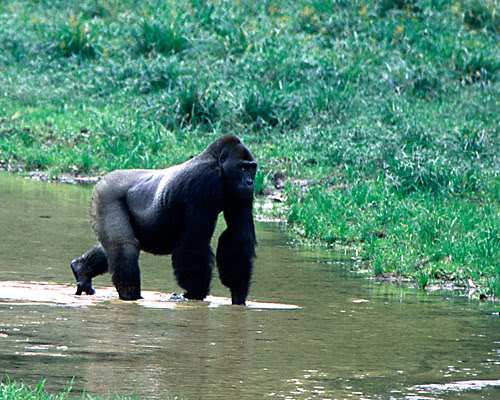 Gorilla, Map of Maya Nord Congo.