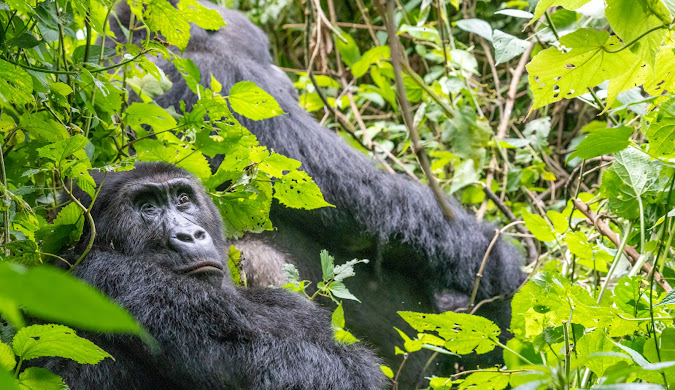 Gorilla, Map of Maya Nord Congo.