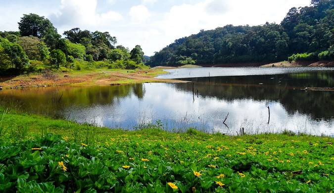 Tranquil view of Gavi Lake in Kerala, with vibrant yellow wildflowers blooming along the shoreline and forested hills in the background.