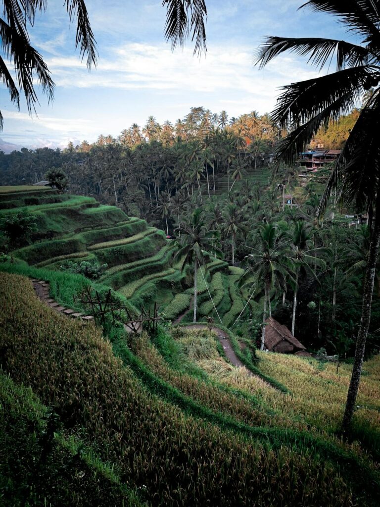 Lush green Tegalalang Rice Terraces in Ubud, Bali, a must-see for first-time visitors.