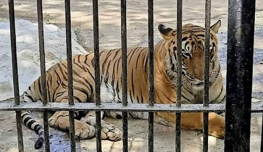 Bengal tiger resting inside an enclosure at Sakkarbaug Zoo near Girnar Hills