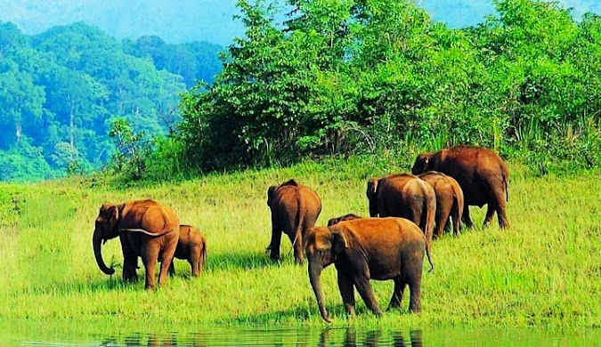 A herd of Indian elephants, including adults and calves, grazing peacefully near a watering hole in the verdant grasslands of Gavi, Kerala.