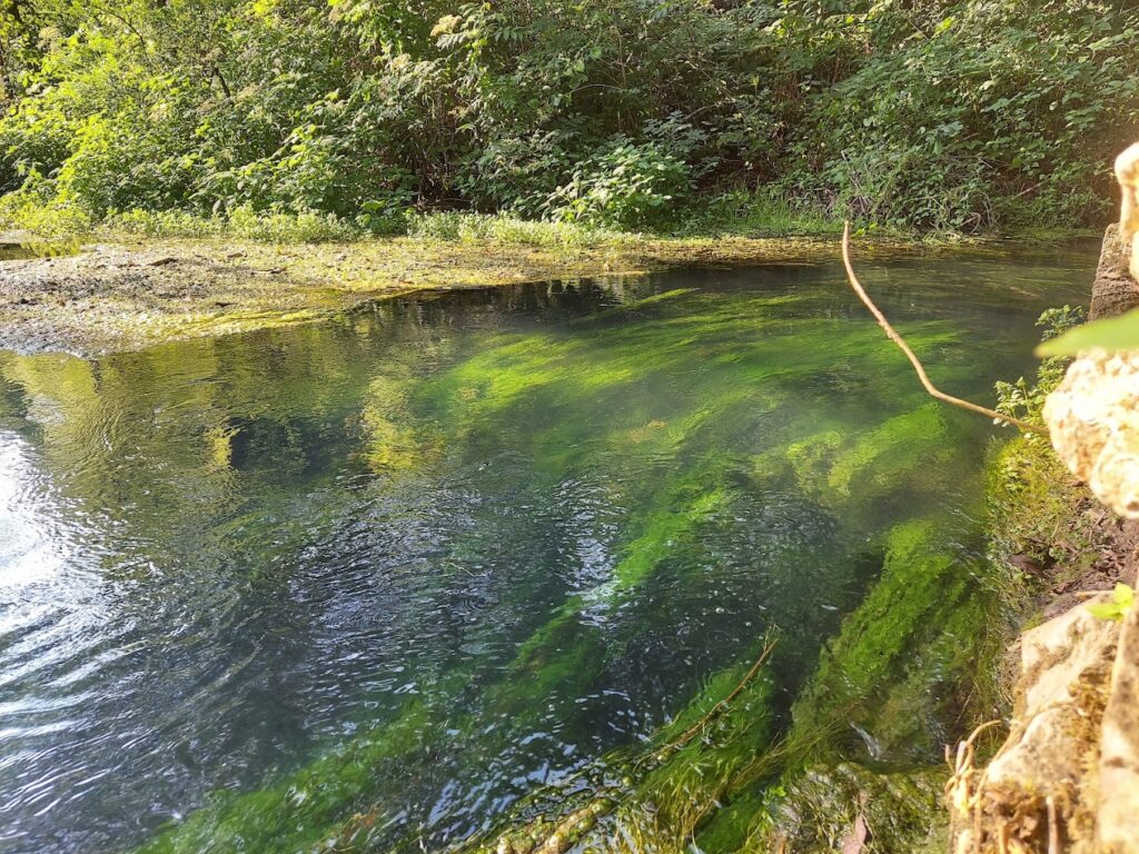 Clear spring water and aquatic plants in a stream in Mark Twain National Forest. Discover the vibrant underwater life and crystal-clear waters of springs and streams in Mark Twain National Forest during your Ozark exploration.