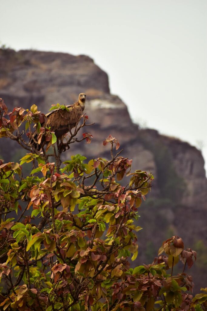 canary hill hazaribagh