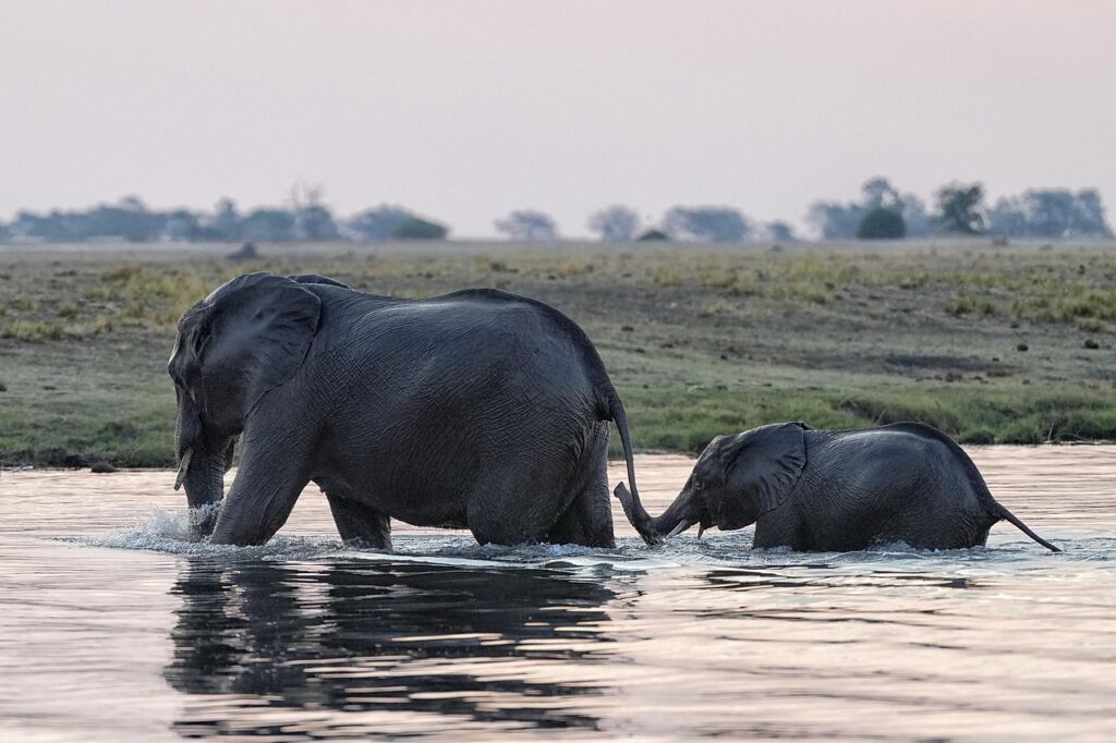 Elephant, Animals, River image. Sossusvlei Safari