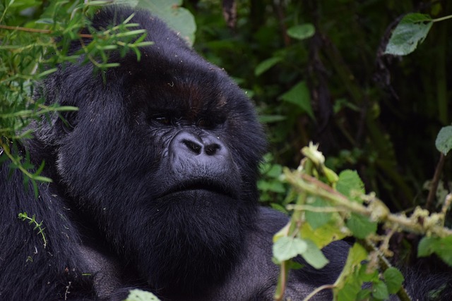 Gorilla Permit Rwanda 2025
