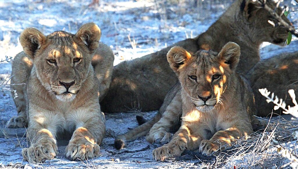 Lion image, sossusvlei safari