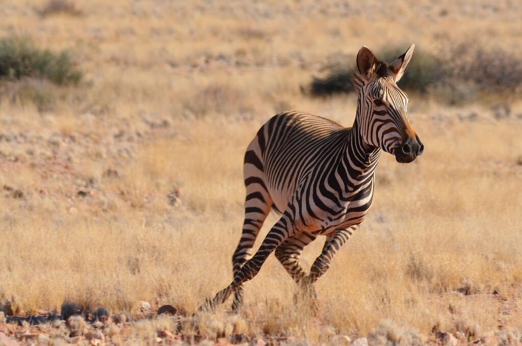 Zebra, Nature, Namibia image. 