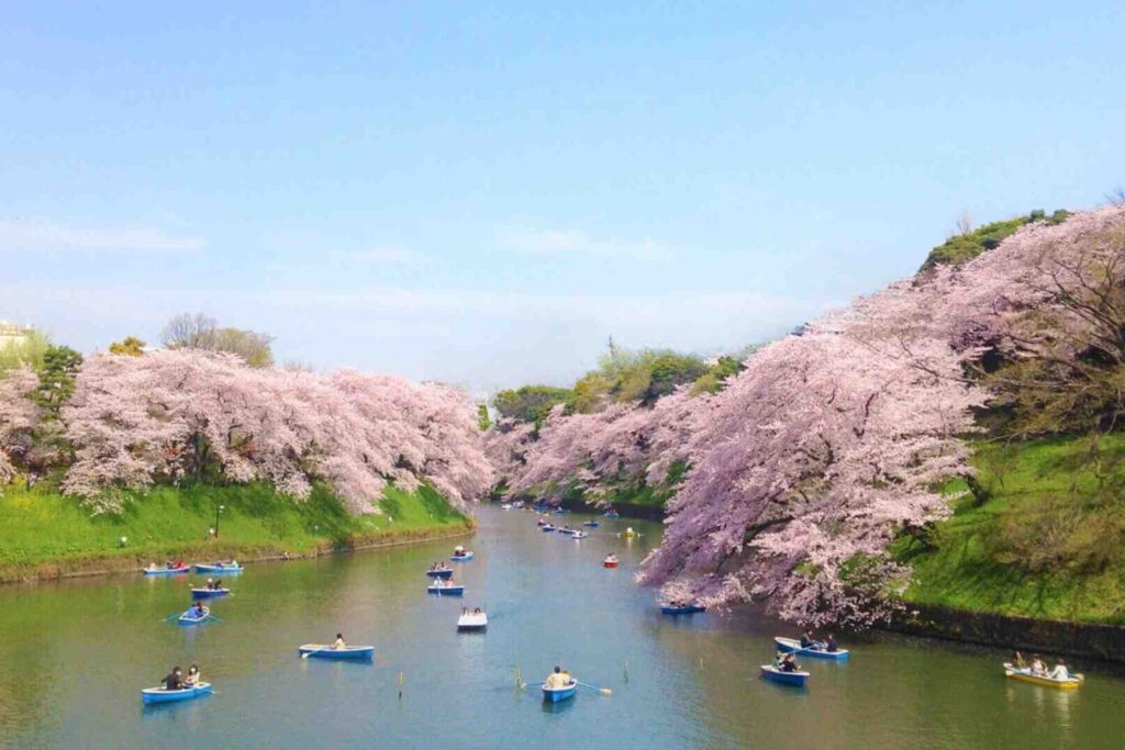 cherry blossoms gently swaying at Ward's Lake