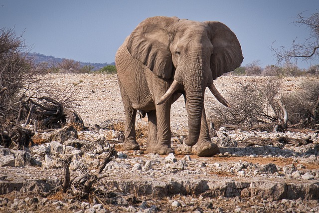 Skeleton Coast
