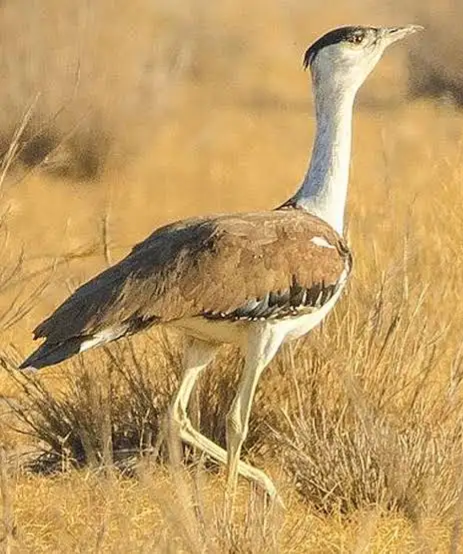 Great Indian Bustard