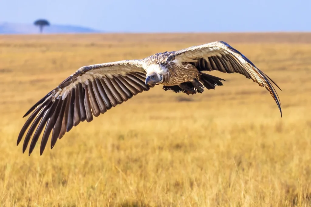 Masai mara birds