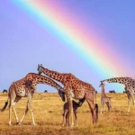The Best Time to Visit the Masai Mara: A Complete Guide for Indian Travelers