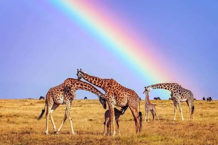 Masai Mara, Kenya