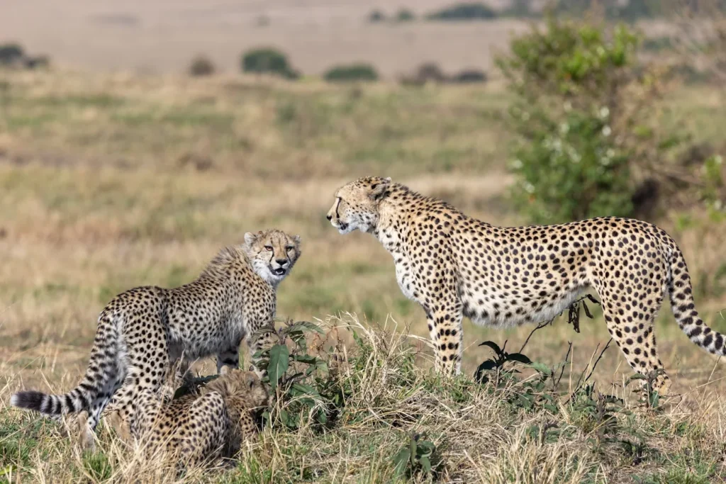 Masai Mara Wildlife Highlights