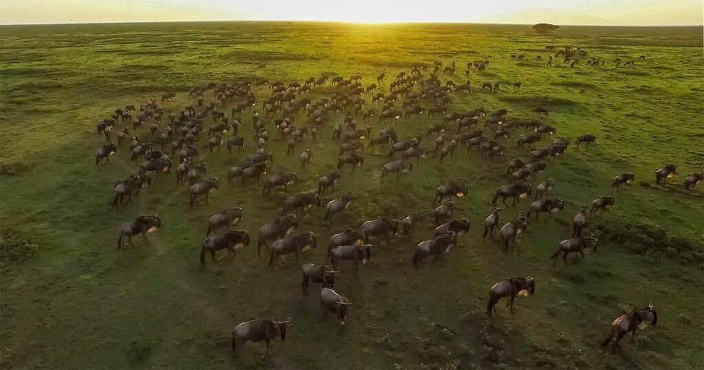 migration season in the Masai Mara