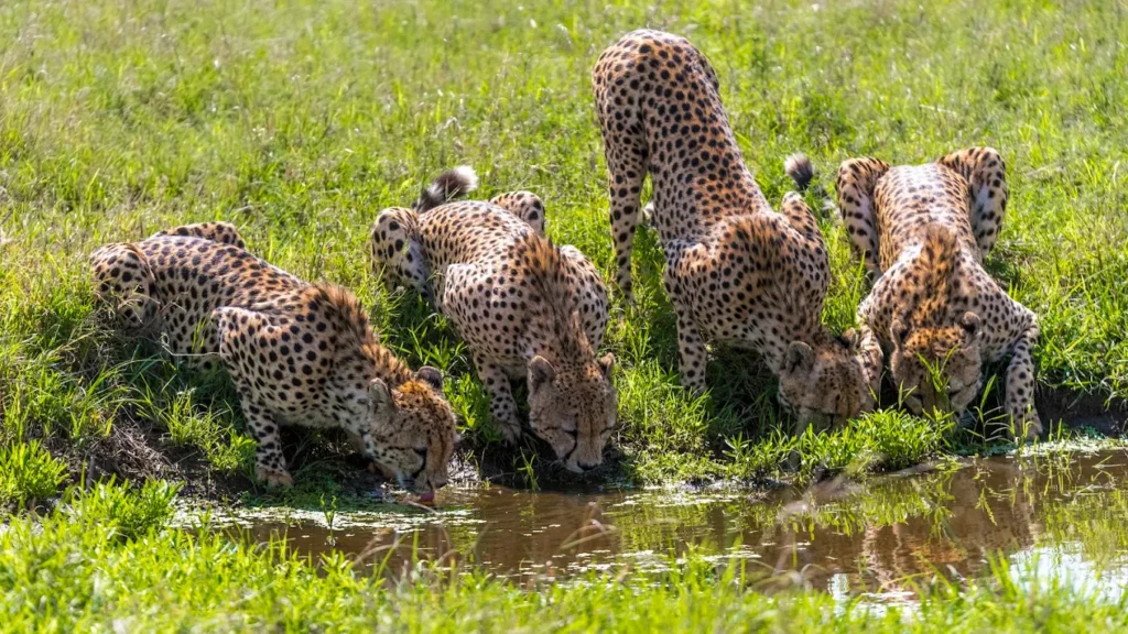 Masai Mara Wildlife Highlights