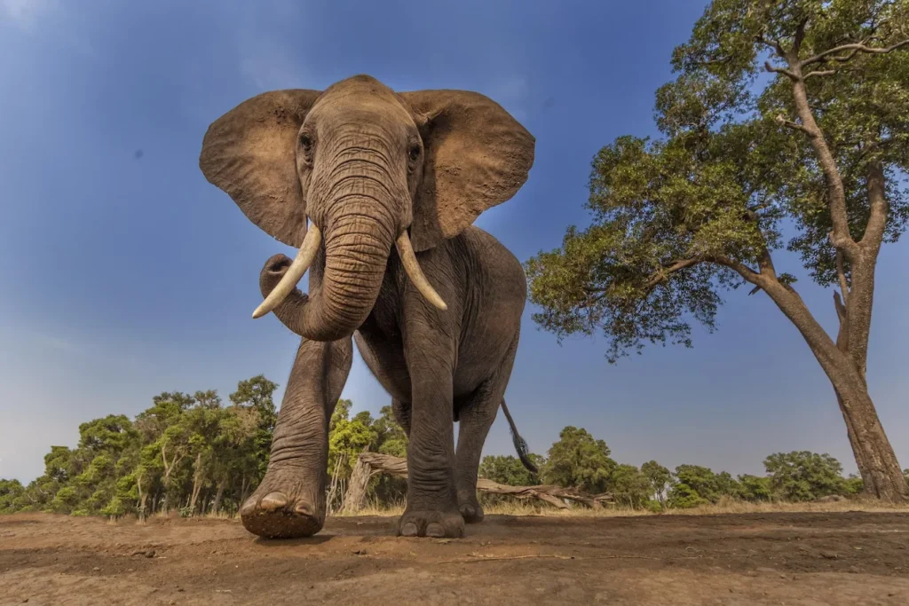 Masai Mara Wildlife Highlights