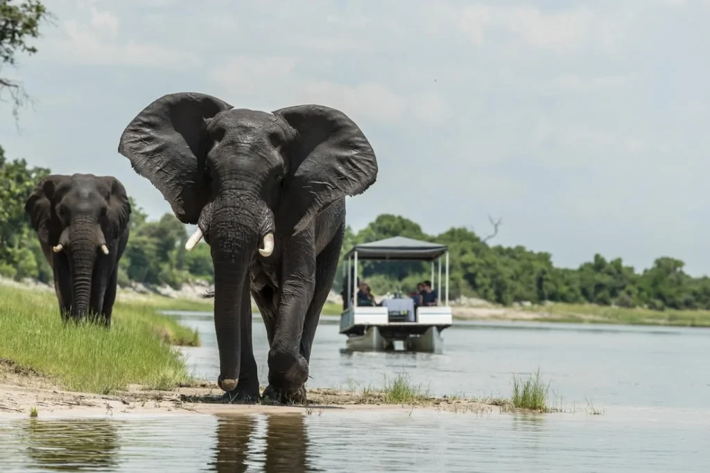 Masai Mara Wildlife Highlights