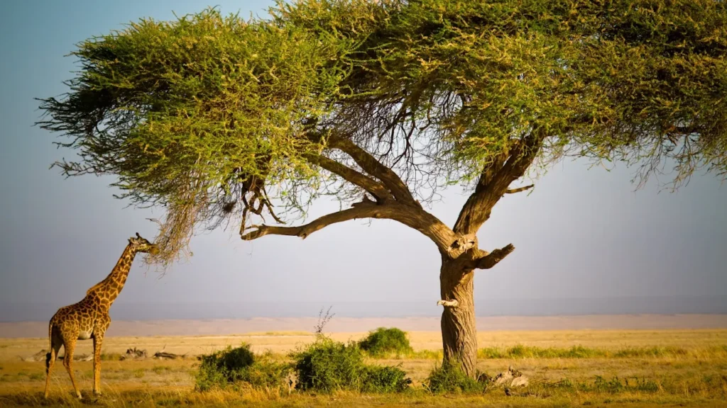Masai Mara Wildlife Highlights