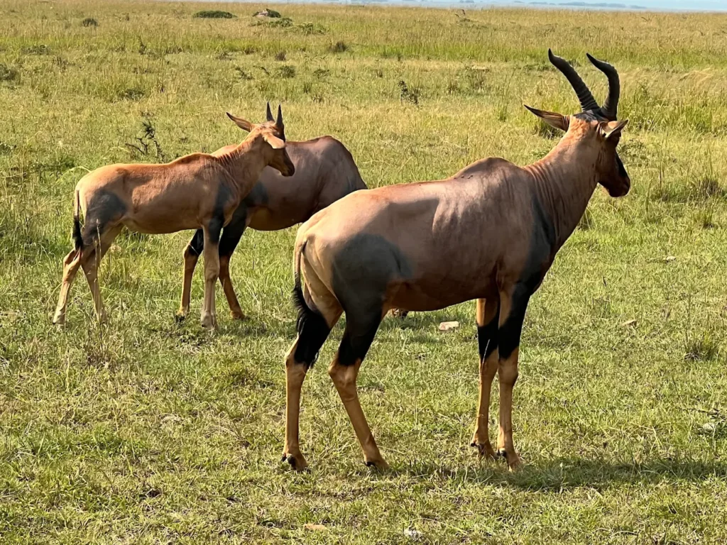 Masai Mara Wildlife Highlights