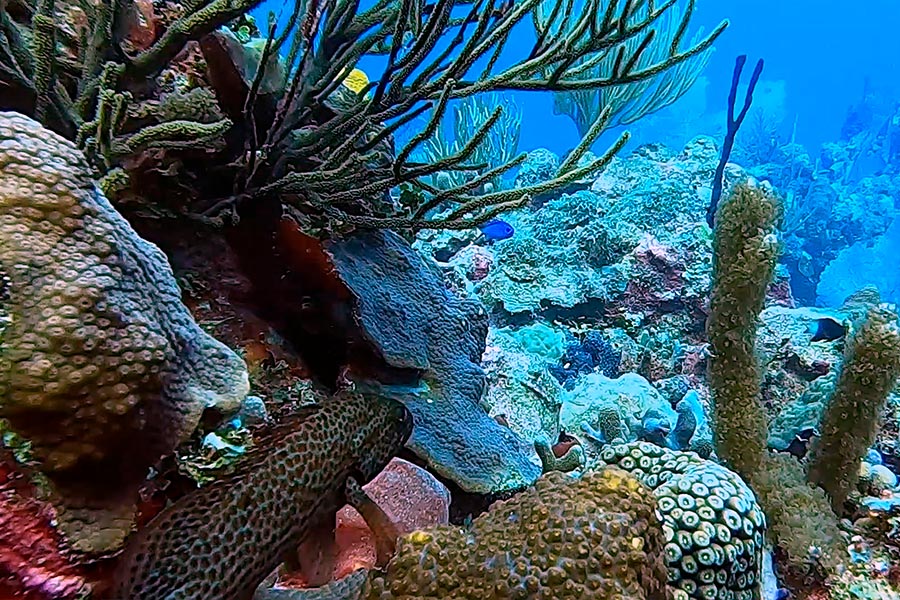 Snorkeller at Champagne Reef Dominica
