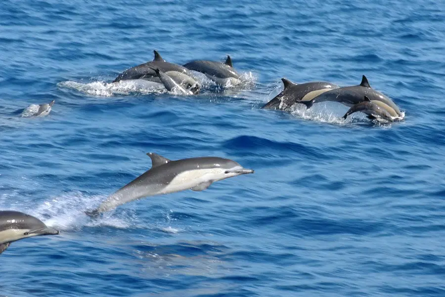 playful dolphins to Gokarna's waters