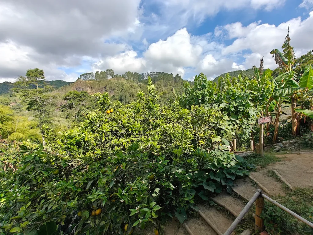 Don Elias Coffee Farm: A smaller, family-run operation where Elias himself leads tours with infectious enthusiasm. The property has stunning valley views, and tours feel personal rather than scripted.